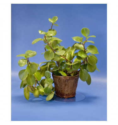 Podkładka pod doniczkę miskę śr. 20cm okrągła przezroczysta PC