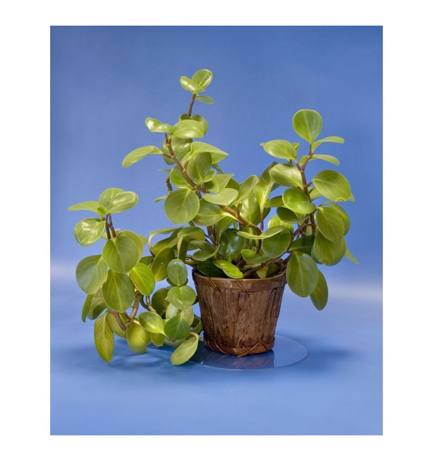 Podkładka pod doniczkę miskę śr. 20cm okrągła przezroczysta PC