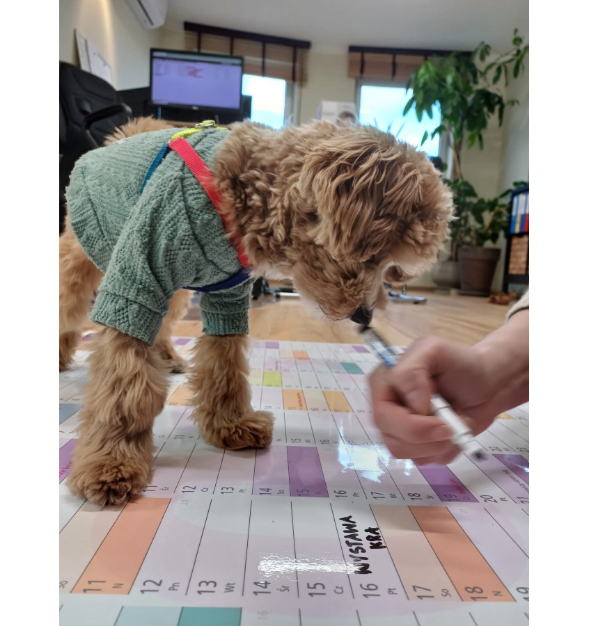 Planer ścienny 2026 A2 59,4x42 PRZEklejany kalendarz suchościeralny