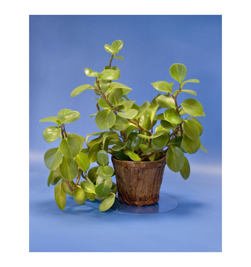 Podkładka ochronna okrągła 30 cm pod doniczkę miskę przezroczysta